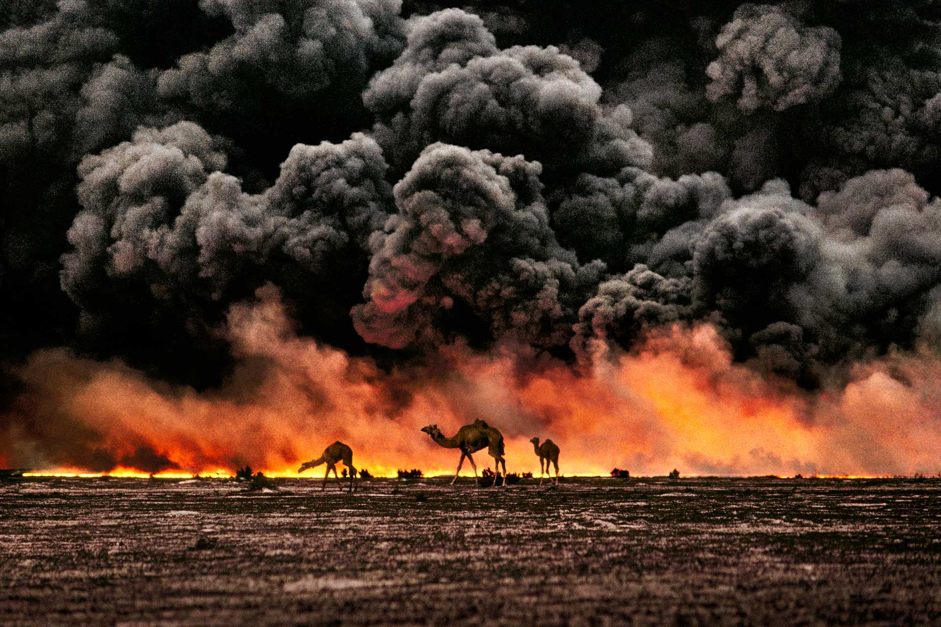 camels search for untainted shrubs and water in the burning oil fields of southern Kuwait