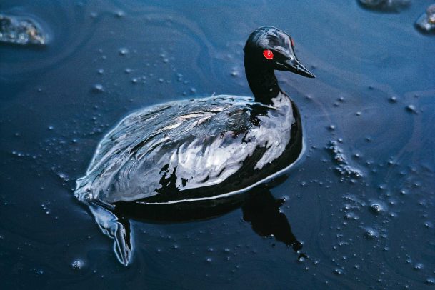 Cormorant in an Oil Spill