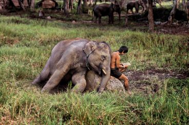 Elephant and man reading