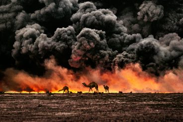 Camels in the desert on fire