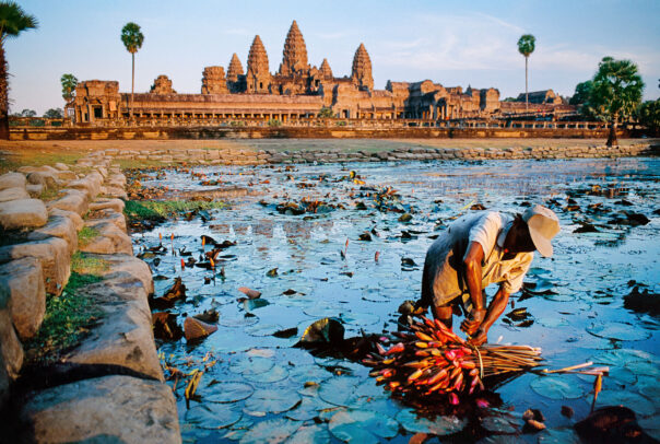 a man gathering lotus in Angkor Wat
