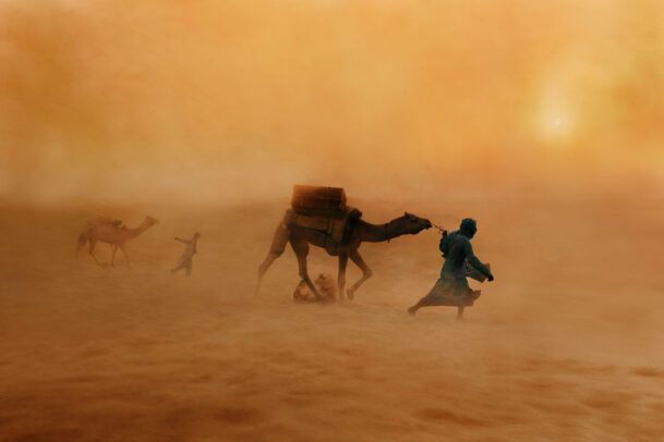 Camels in Dust Storm.