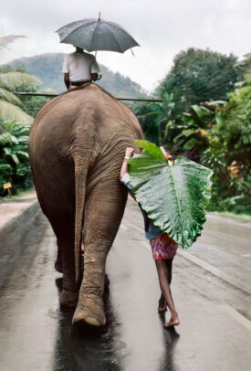 A young man walks behind an elephant