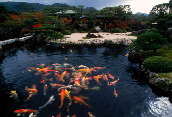 colored carps in a pond of a japanese garden