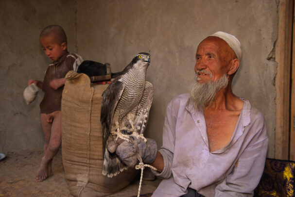 A chinese falconer with his falcon