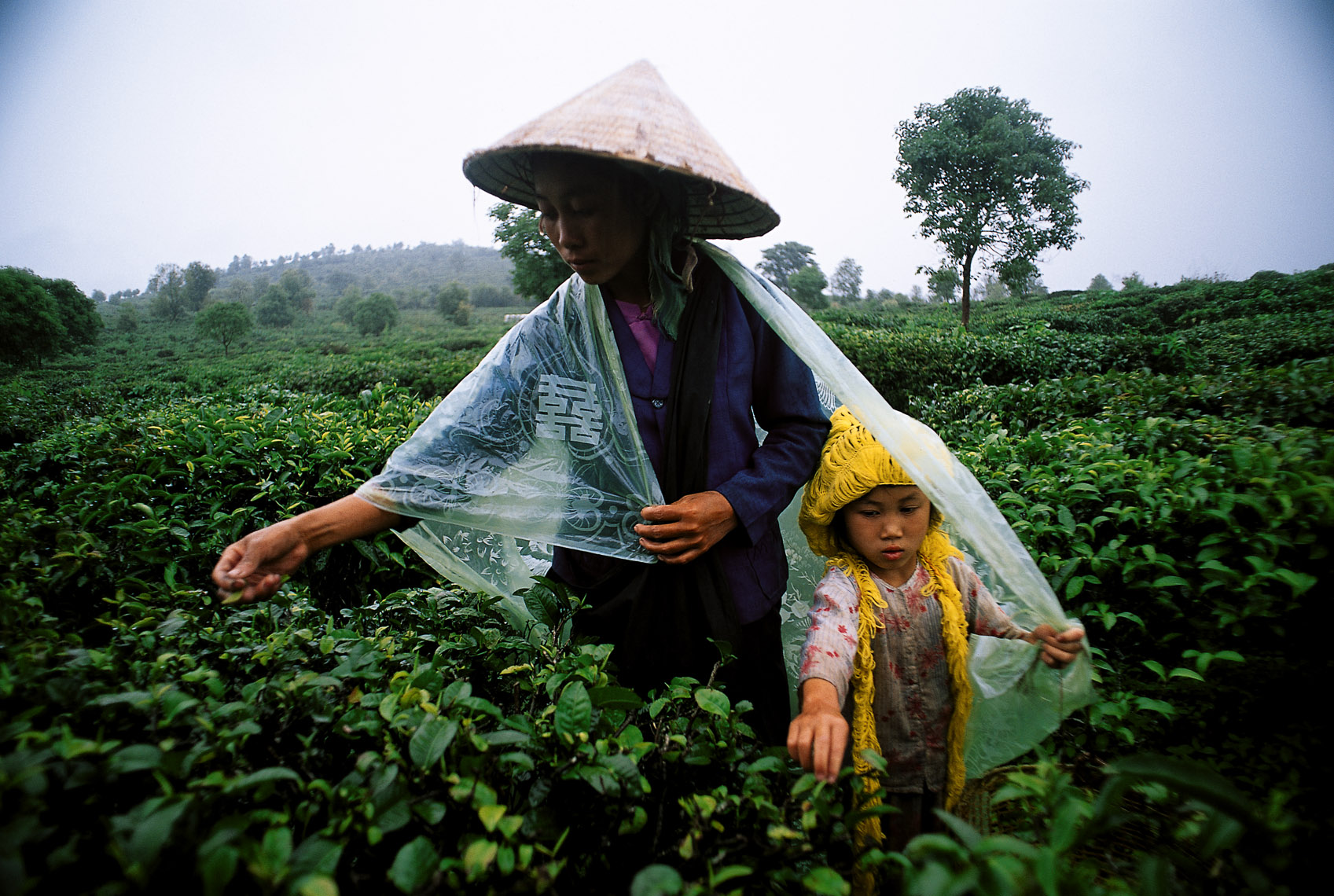 Сбор китайского чая. Чайная плантация Китай Юннань. Собирают чай. Сбор чая в Китае. Плантации чая в Китае.