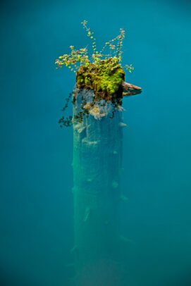 A haphazard ﬂourish of hardy plants caps a broken tree trunk submerged in Panda Lake. Jiuzhaigou Nature Reserve, China.