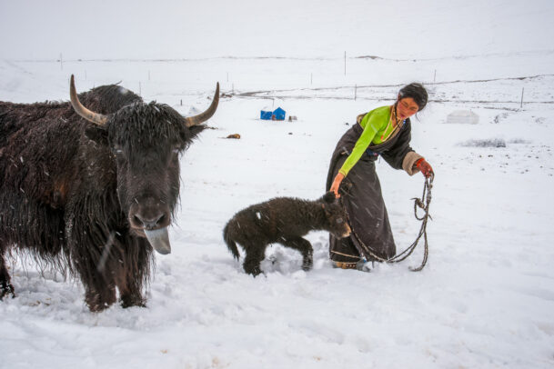 woman in snow with a cuddle of yak