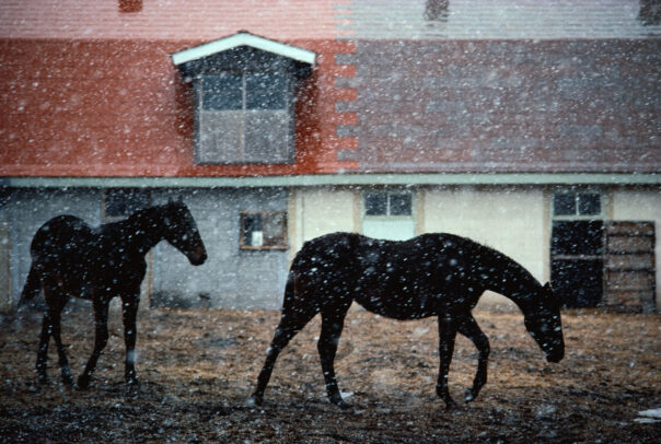 Horses in snow in Hokkaido by Michael Yamashita