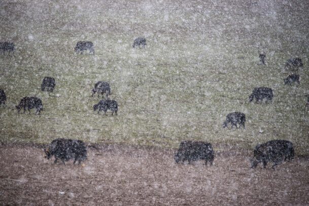 yak herds in may snow in Tibet
