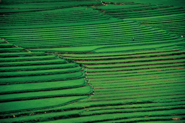 the terraced rice paddies of the landlocked province of Yunnan