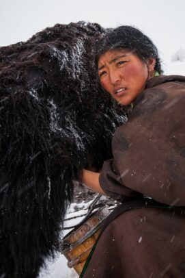 woman milking a yak